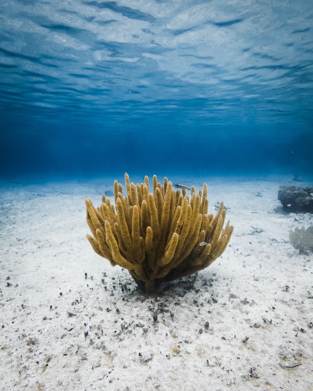 Snorkelers over a Cozumel reef