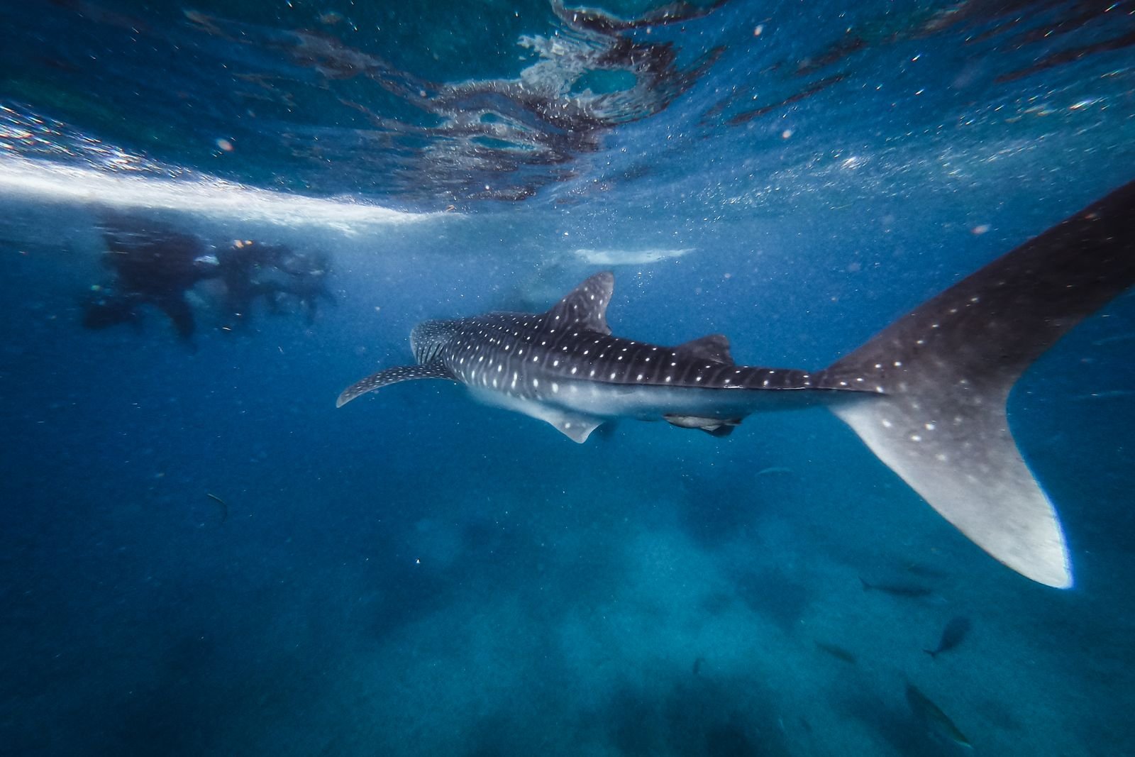 Whale shark below snorkelers in clear blue water