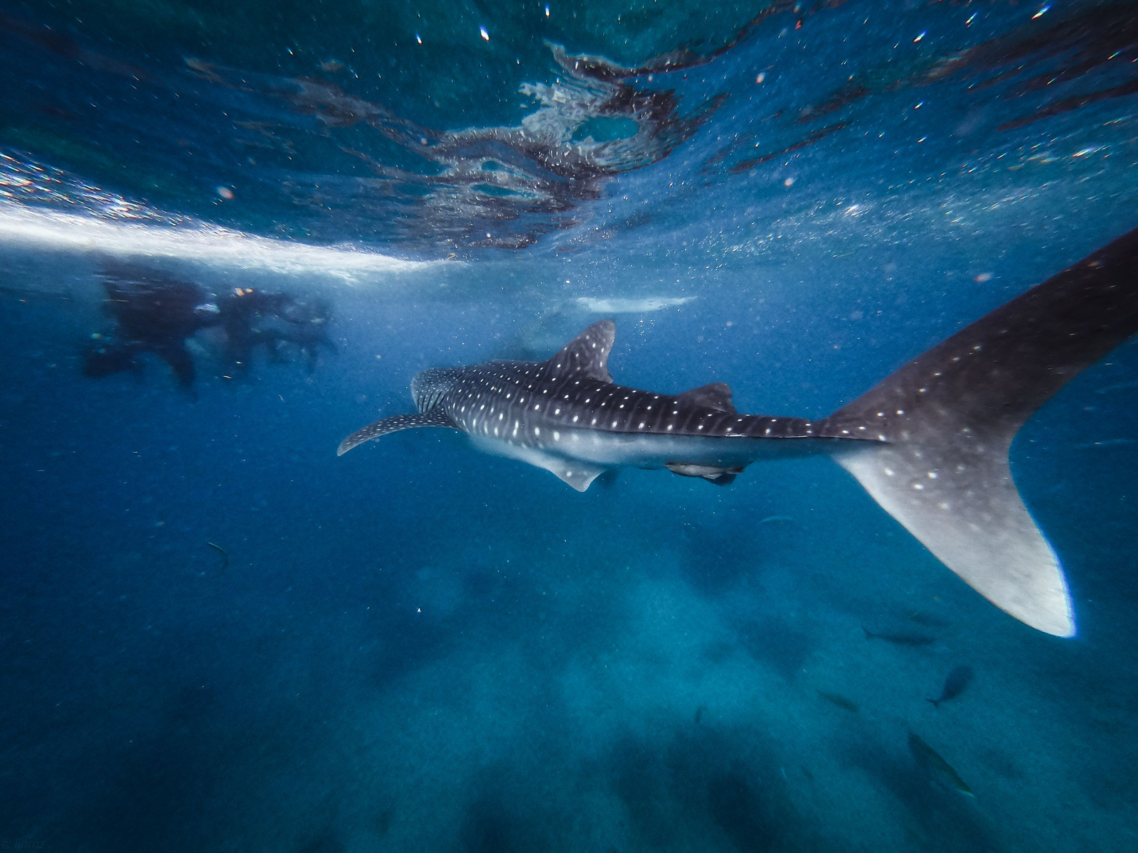 Whale shark below snorkelers in clear blue water