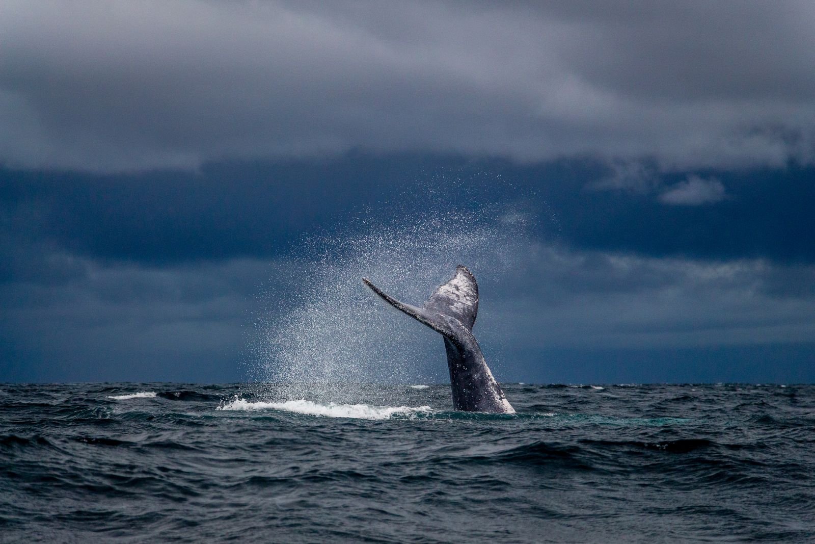 Humpback whale tail above the water
