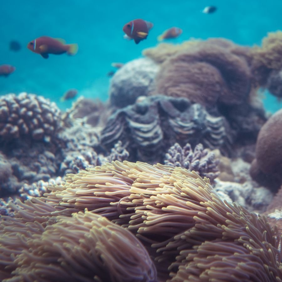 Snorkeling over a reef