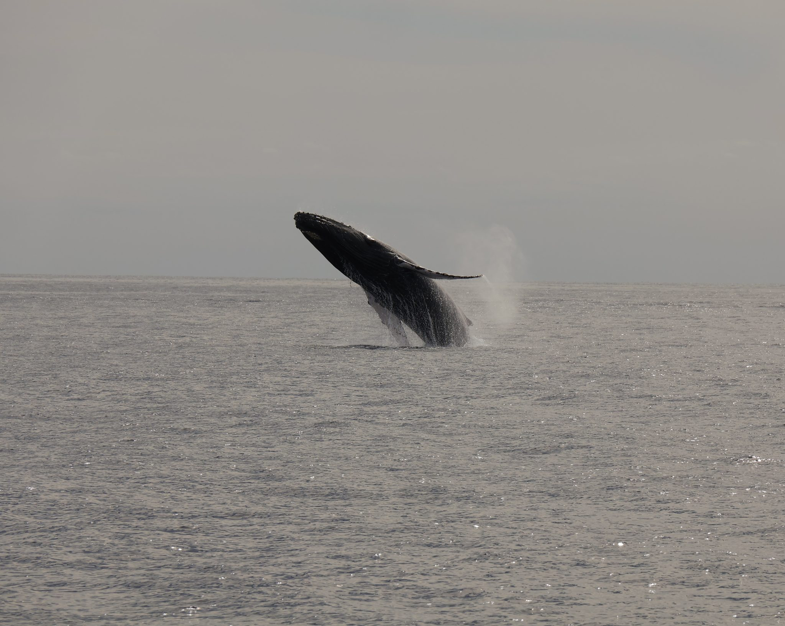 A whale breaching out of calm water near the Los Cabos coast