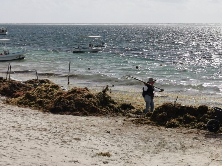 Sargassum in Cancun: Which Beaches Stay Clear