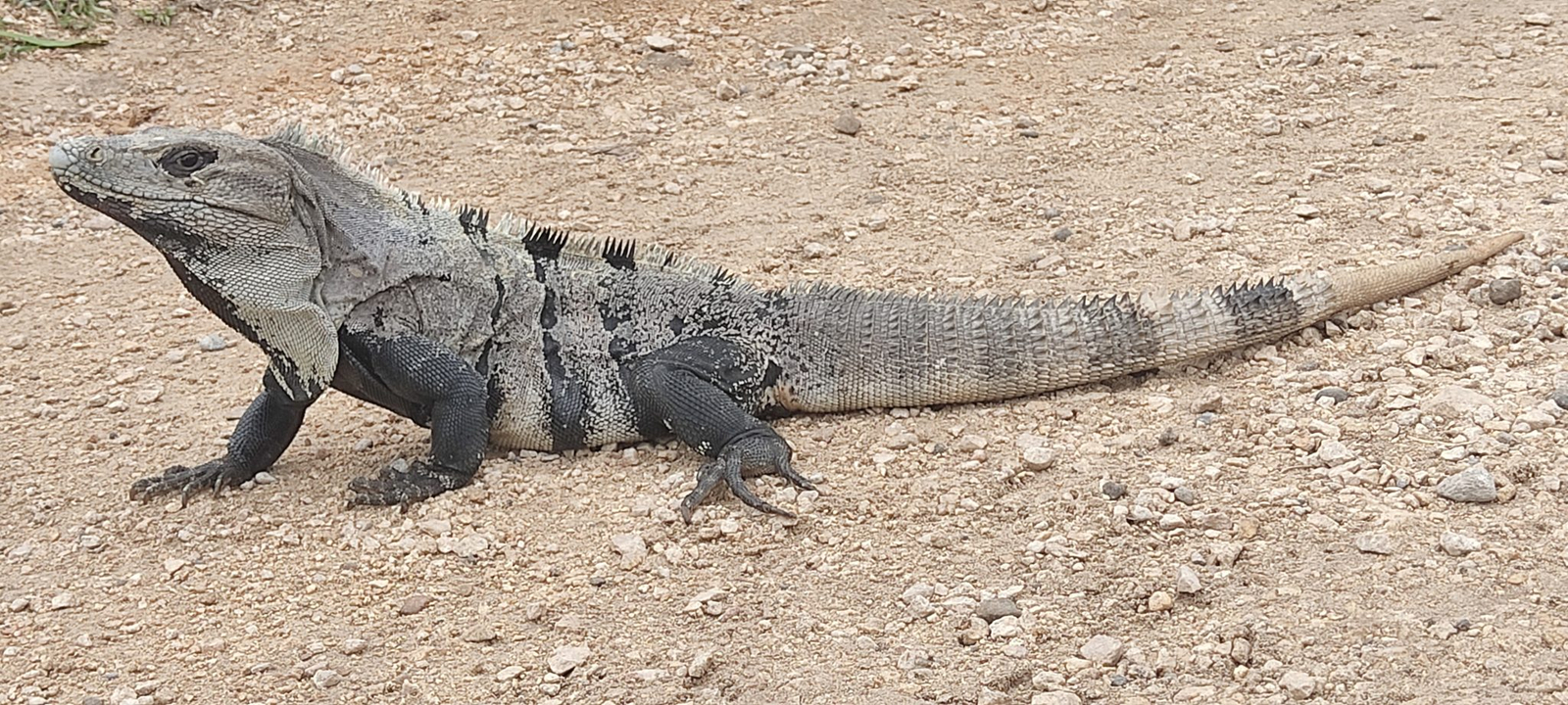 An iguana sunning itself on stone at the Tulum archaeological site