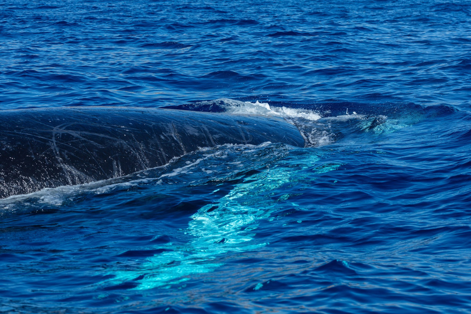 A humpback whale breaking the surface in deep blue water off Cabo San Lucas