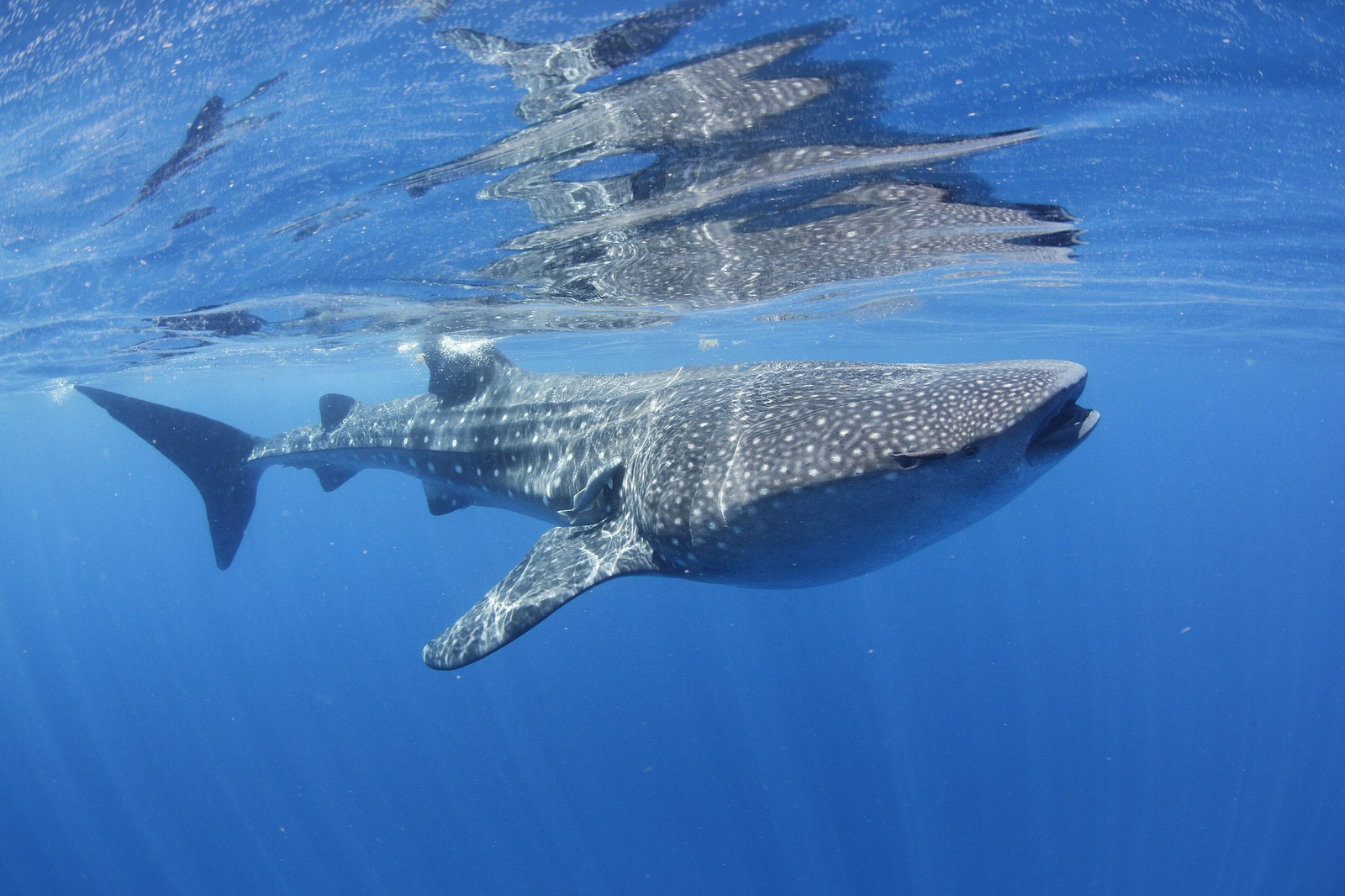 A whale shark swimming just under the surface off Isla Mujeres